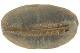 Fossil Fern (Pecopteris) Nodule Pos/Neg - Mazon Creek #184636-1